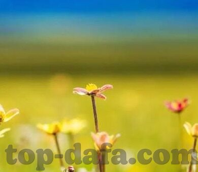 06足球比分-06足球比分背后的故事，数据、激情与梦想的交织