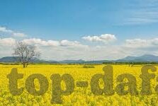 足球动画比分直播app-足球动画比分直播APP，球迷的掌上观赛新宠